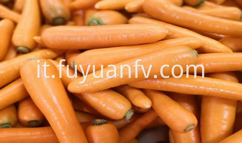 shandong fresh carrot 